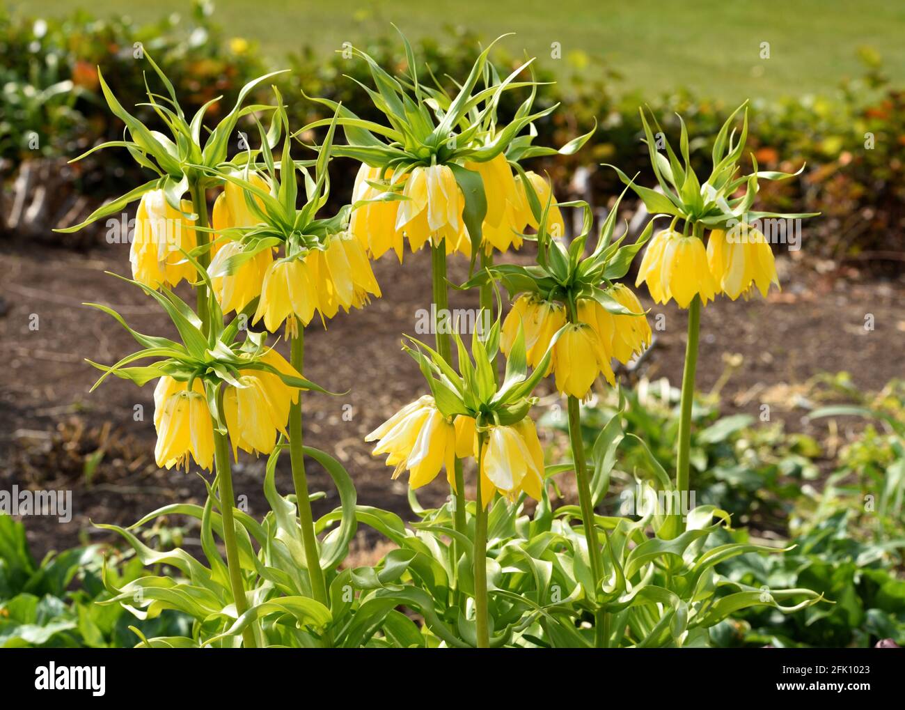 Die gelben Blüten der Fritillary Crown Imperial. Stockfoto