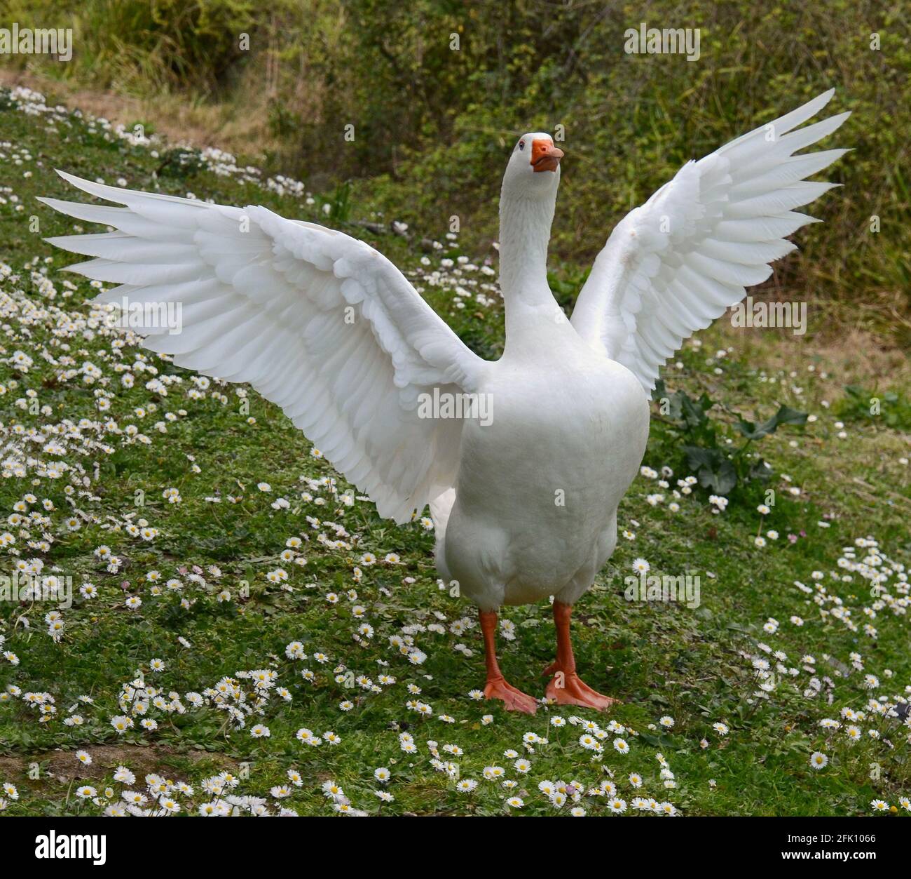 Glückliche Gans, die ihre Flügel flattern Stockfoto