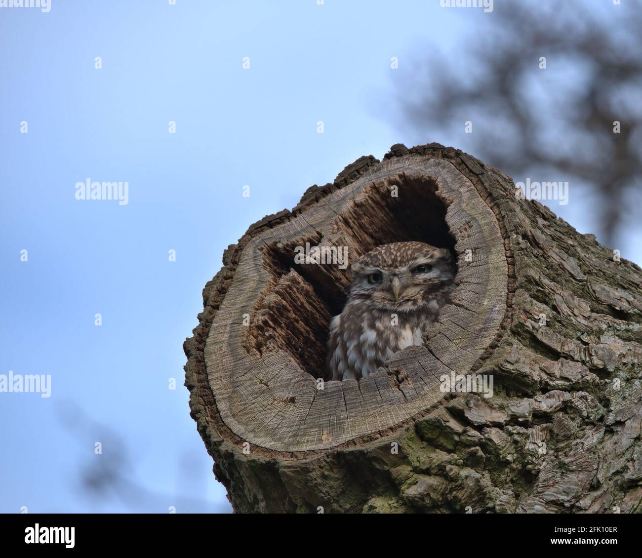 Kleine Eule Stockfoto