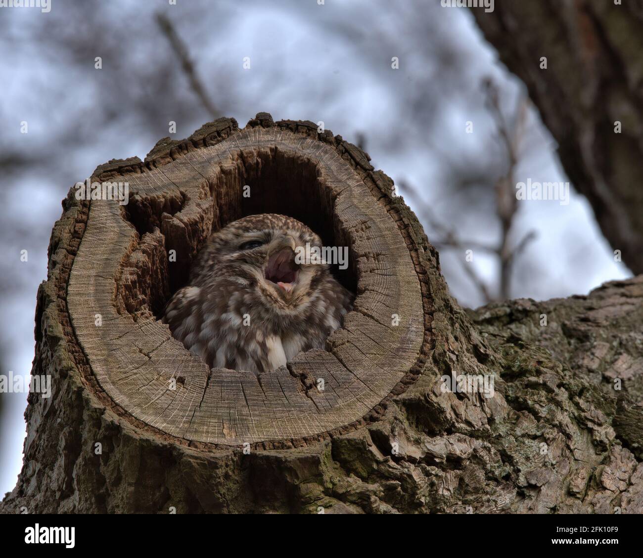 Kleine Eule Stockfoto