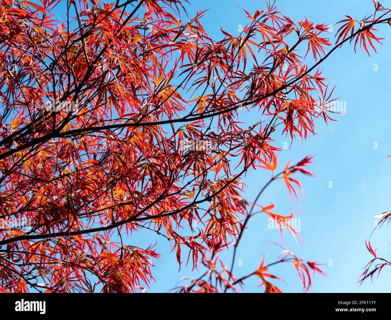 Schöner roter japanischer Ahornbaum, der sich vor einem blauen Himmel abzieht Stockfoto