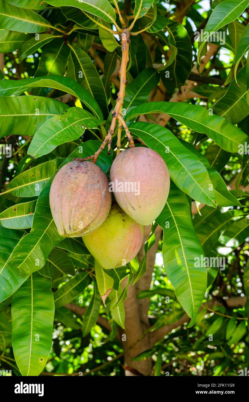 Ein Haufen Reifer Julie Mangos Stockfoto