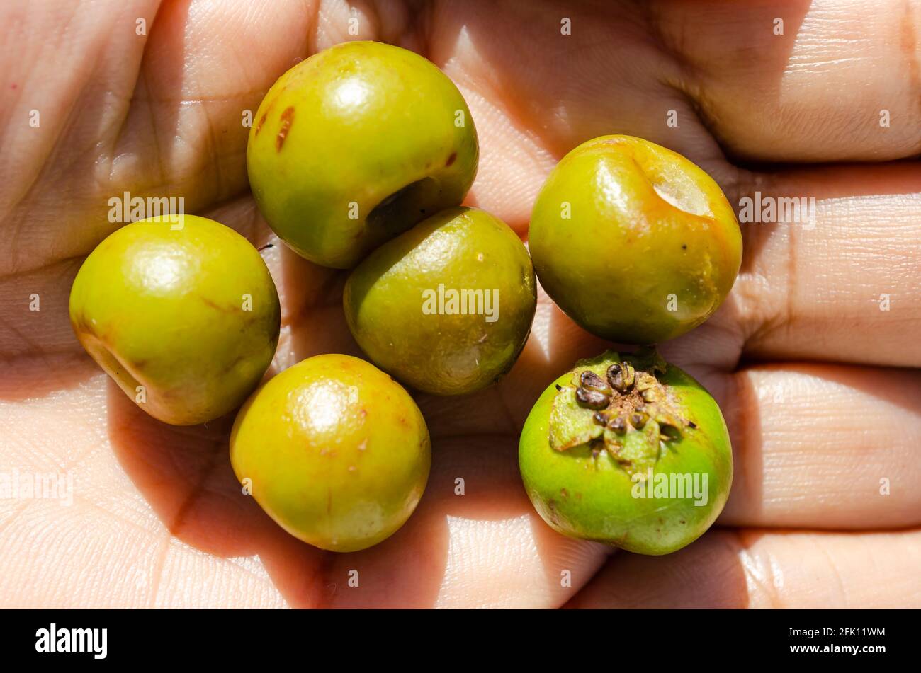 Hogberries In Handfläche Stockfoto