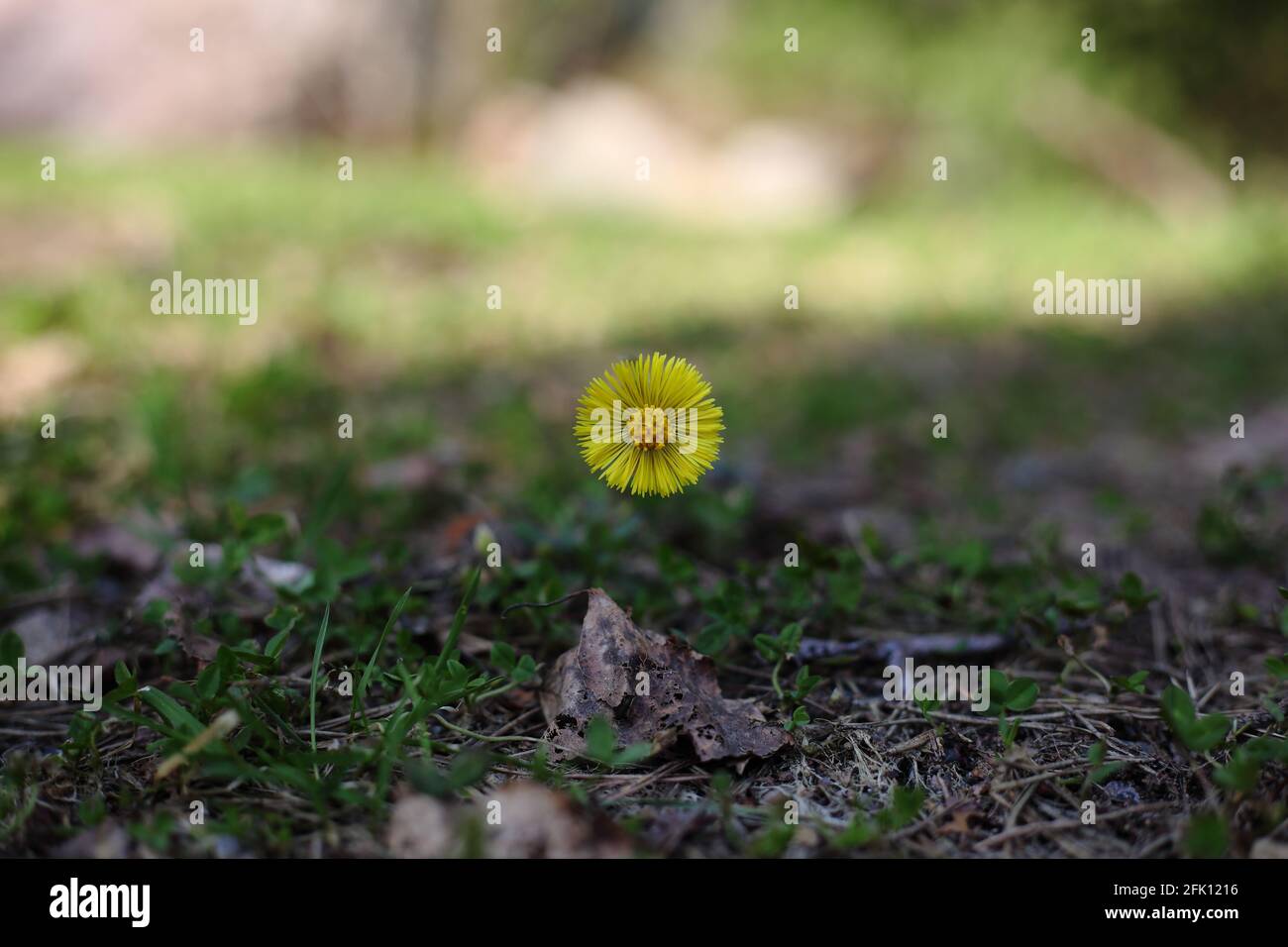 Frühe gelbe Frühlingsblume Tussilago fara über einem toten Blatt und sprießen aus Kleeblatt mit verschwommenem Hintergrund. Stockfoto