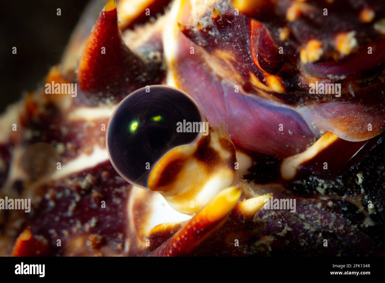 Nahaufnahme zeigt ein Spinny-Hummer-Auge aufgenommen Die Wildnis an der Südwestküste Englands Stockfoto