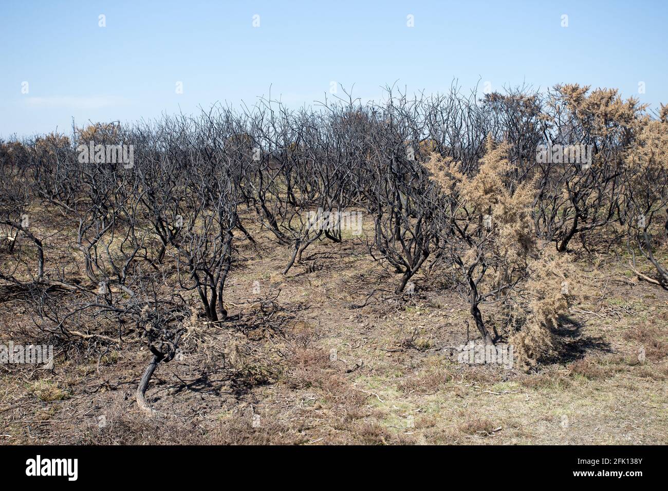 Verkohlte Büsche sind das Ergebnis des Ginsterbuschfeuers New Forest Stockfoto