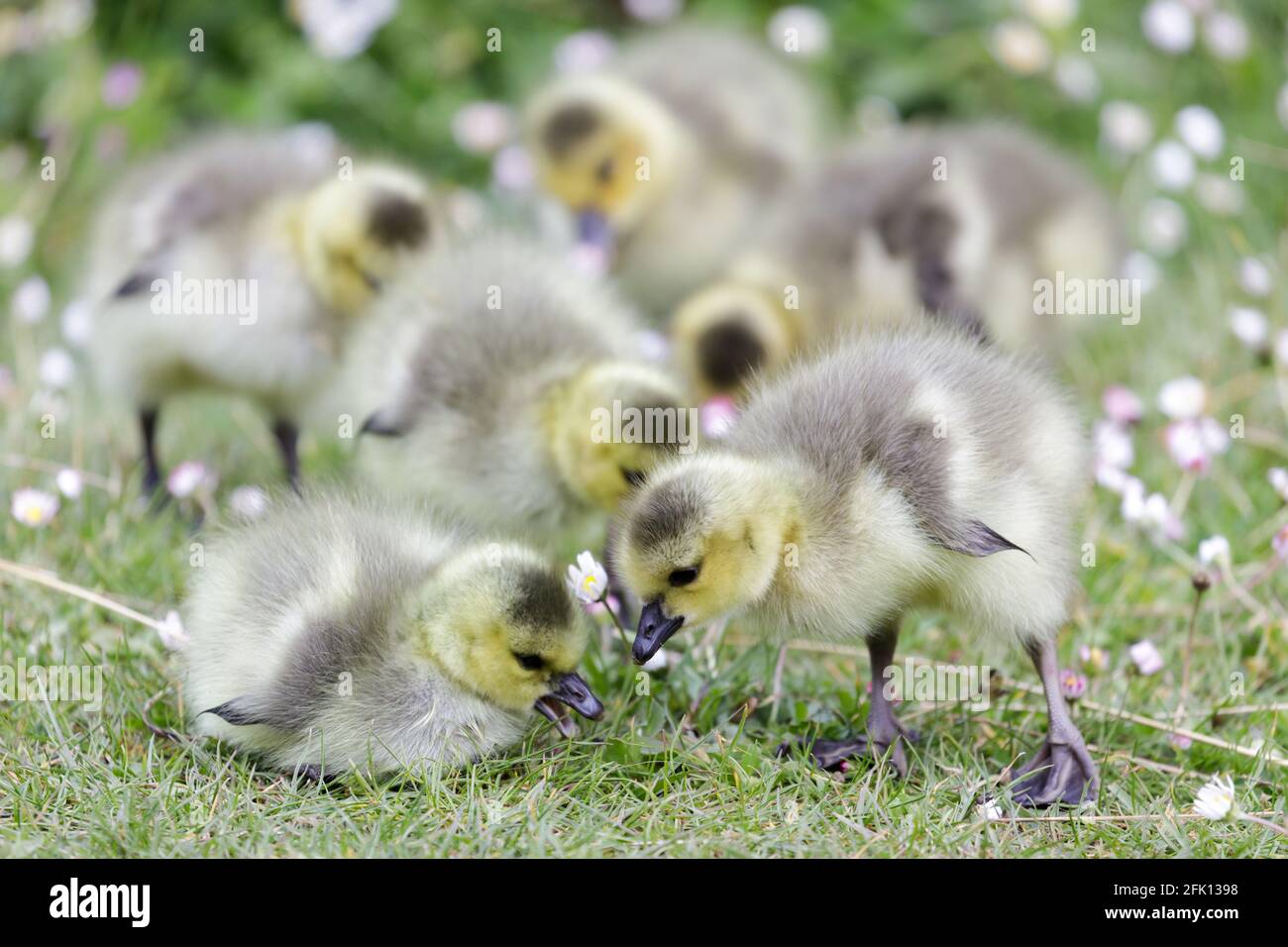 Kanadas Gänseküken, die Gras fressen. Stow Lake, San Francisco, Kalifornien, USA. Stockfoto