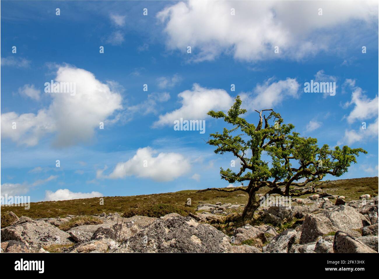 Der einone Baum wächst auf Harford Moor in aus Felsen Dartmoor National Park in der Nähe von Ivybridge Devon Stockfoto