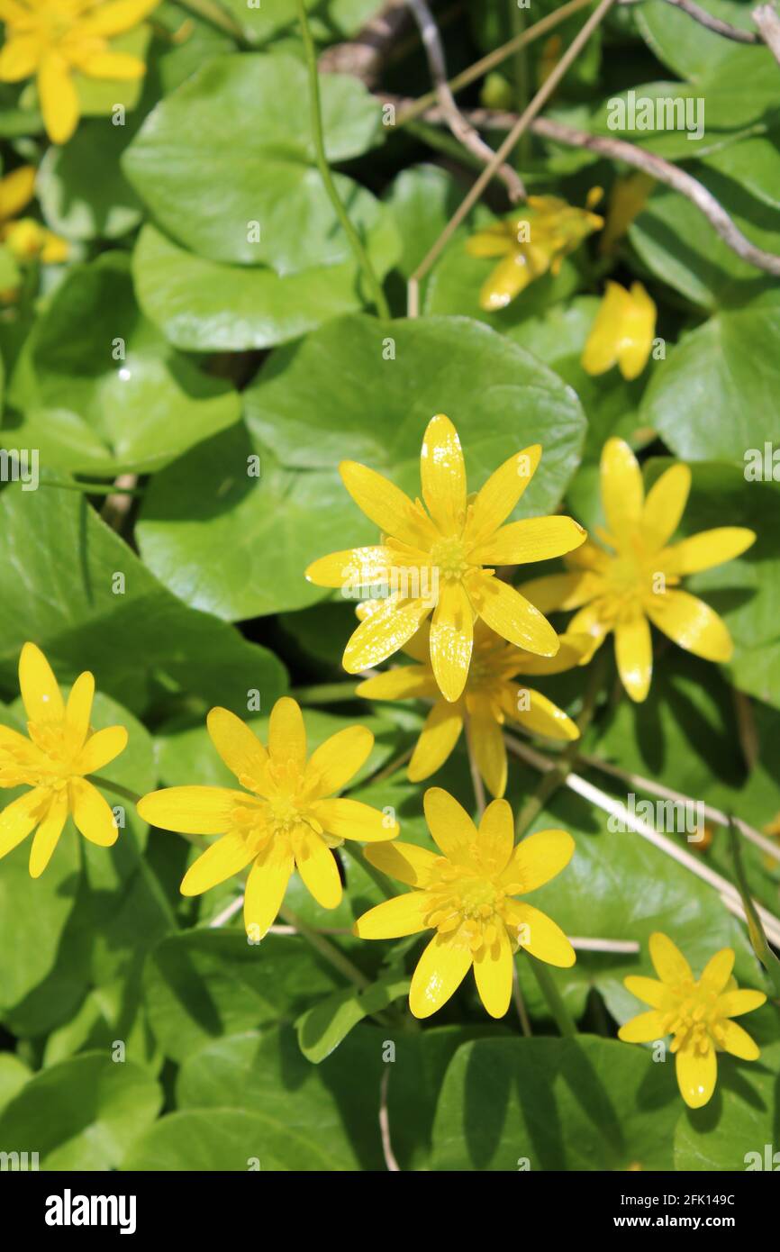 Kleinen Schöllkraut Stockfoto