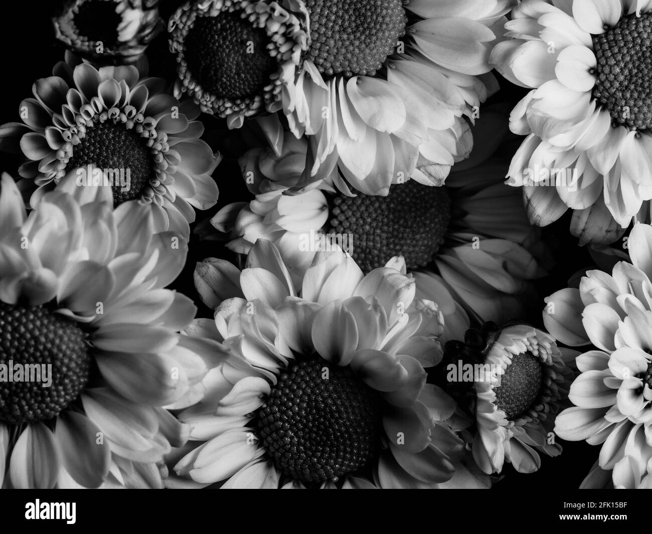 Ein schönes Schwarz-Weiß-Bild von Feldblumen in einem Garten, selektiver Fokus, Freiheitsgrad, Makro Stockfoto