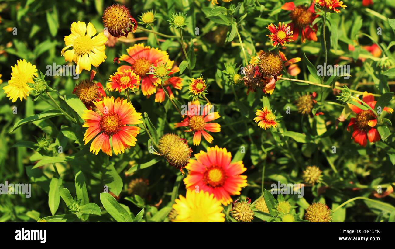 gänseblümchen im Garten Stockfoto