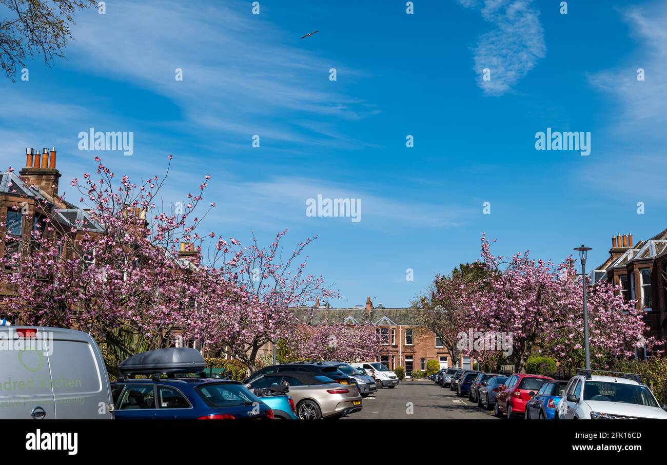 Kirschbäume in voller rosafarbener Blüte in einem Wohngebiet mit viktorianischen Terrassenhäusern, Trinity, Edinburgh, Schottland, Großbritannien Stockfoto