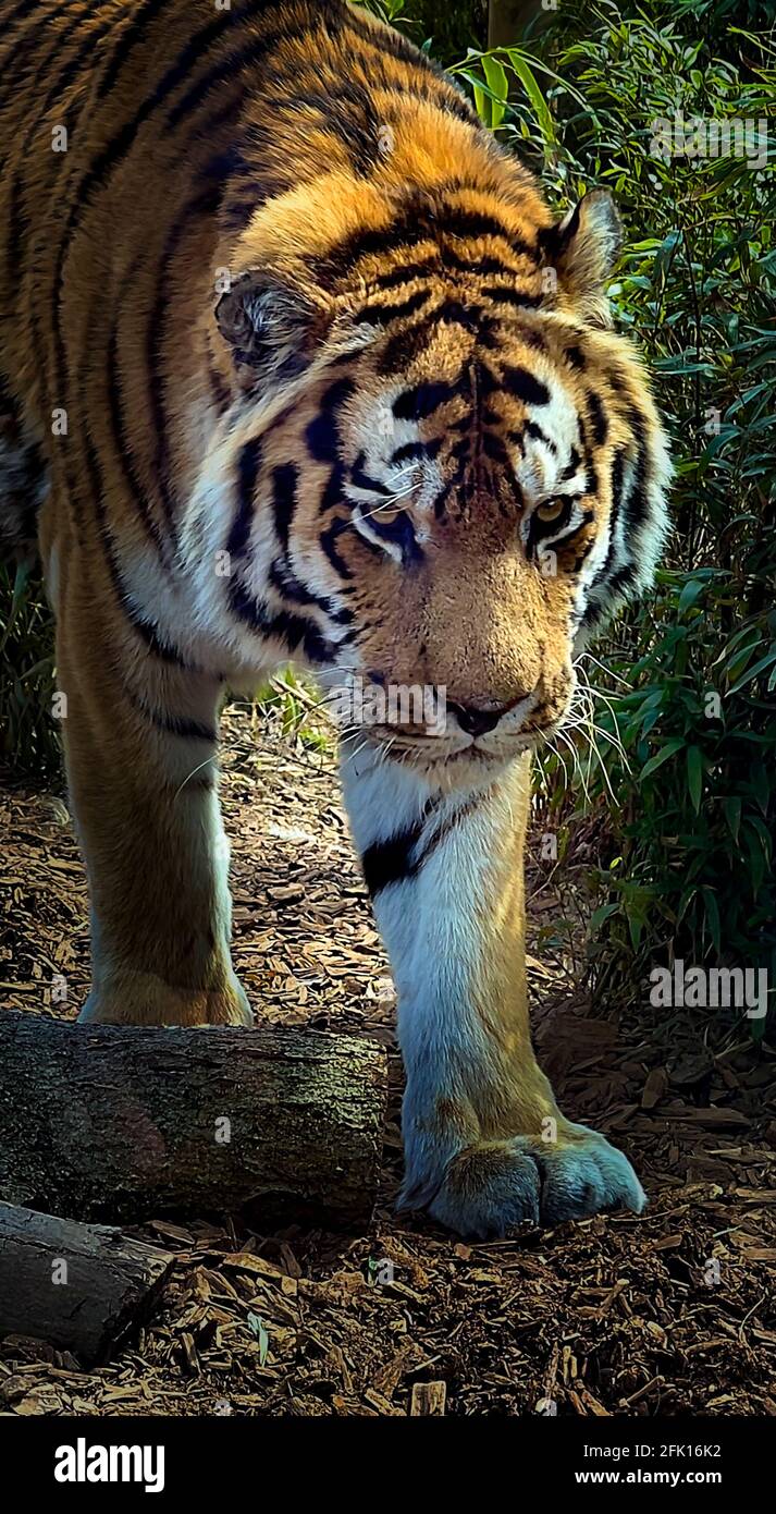 Tiger 3 Stockfoto