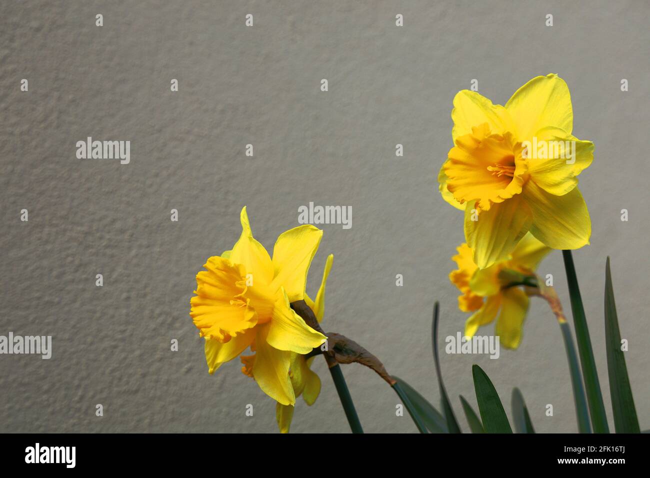 Narcissus pseudonarcissus vor einer Wand Stockfoto