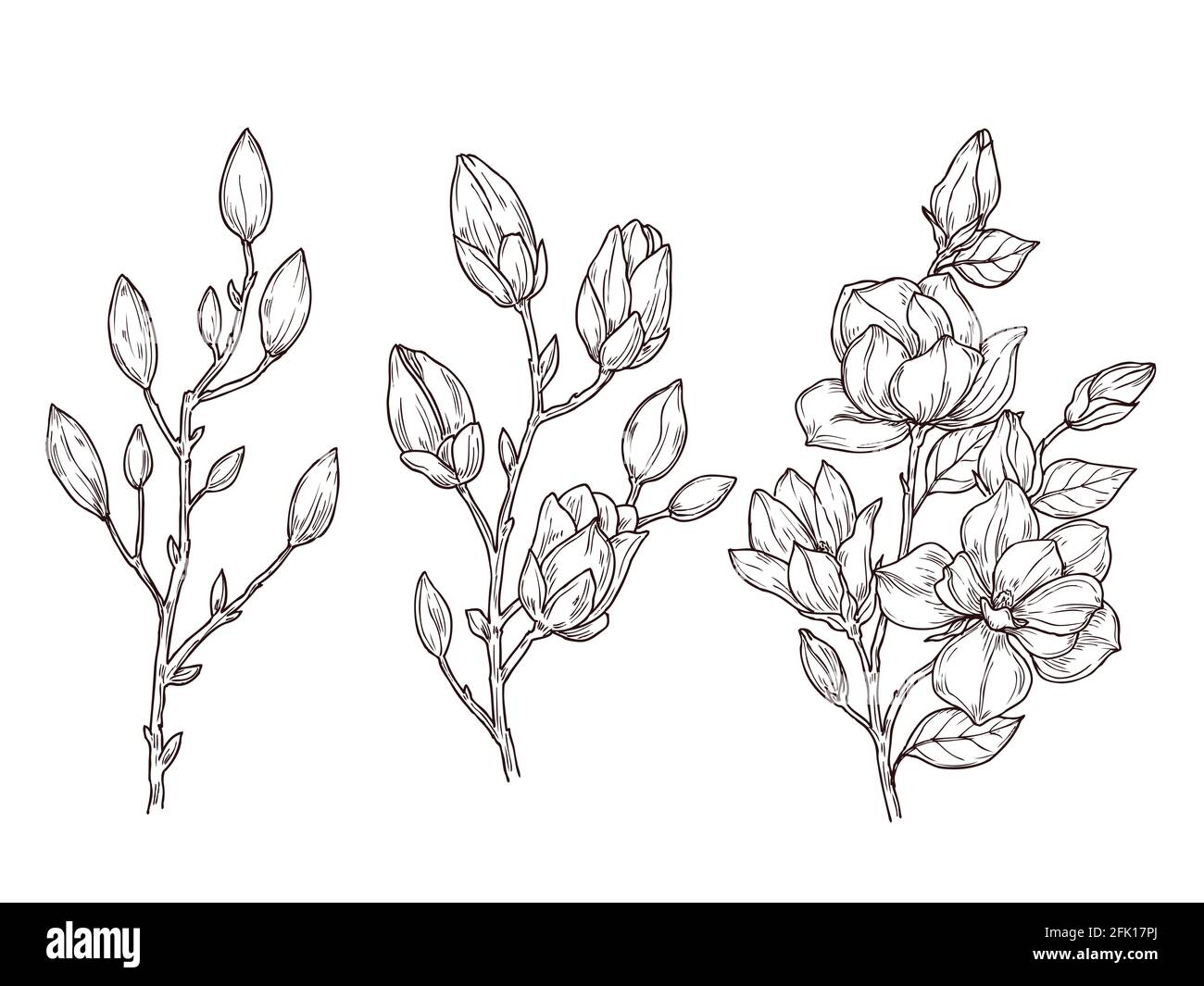 Magnolia-Skizze. Kunst Blumenblüten Zweig und Blumen Haufen. Zeichnung romantische Frühlingspflanzen, Natur, grafische botanische Vektor-Illustration Stock Vektor