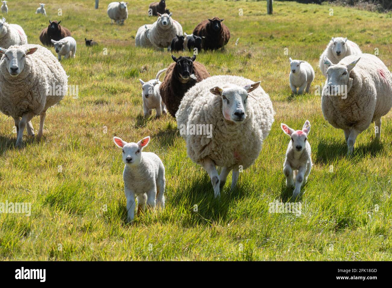 Weiße und schwarze Schafe mit jungen Lämmern auf einem Grasfeld im Frühjahr, Großbritannien Stockfoto