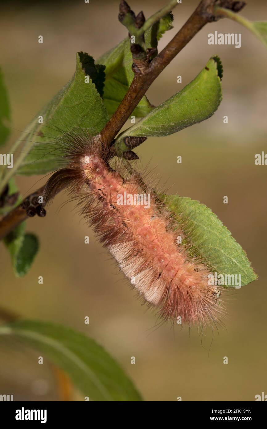 Buchenrotschwanz, Calliteara pudibunda, blasser Stoßsack Stockfoto