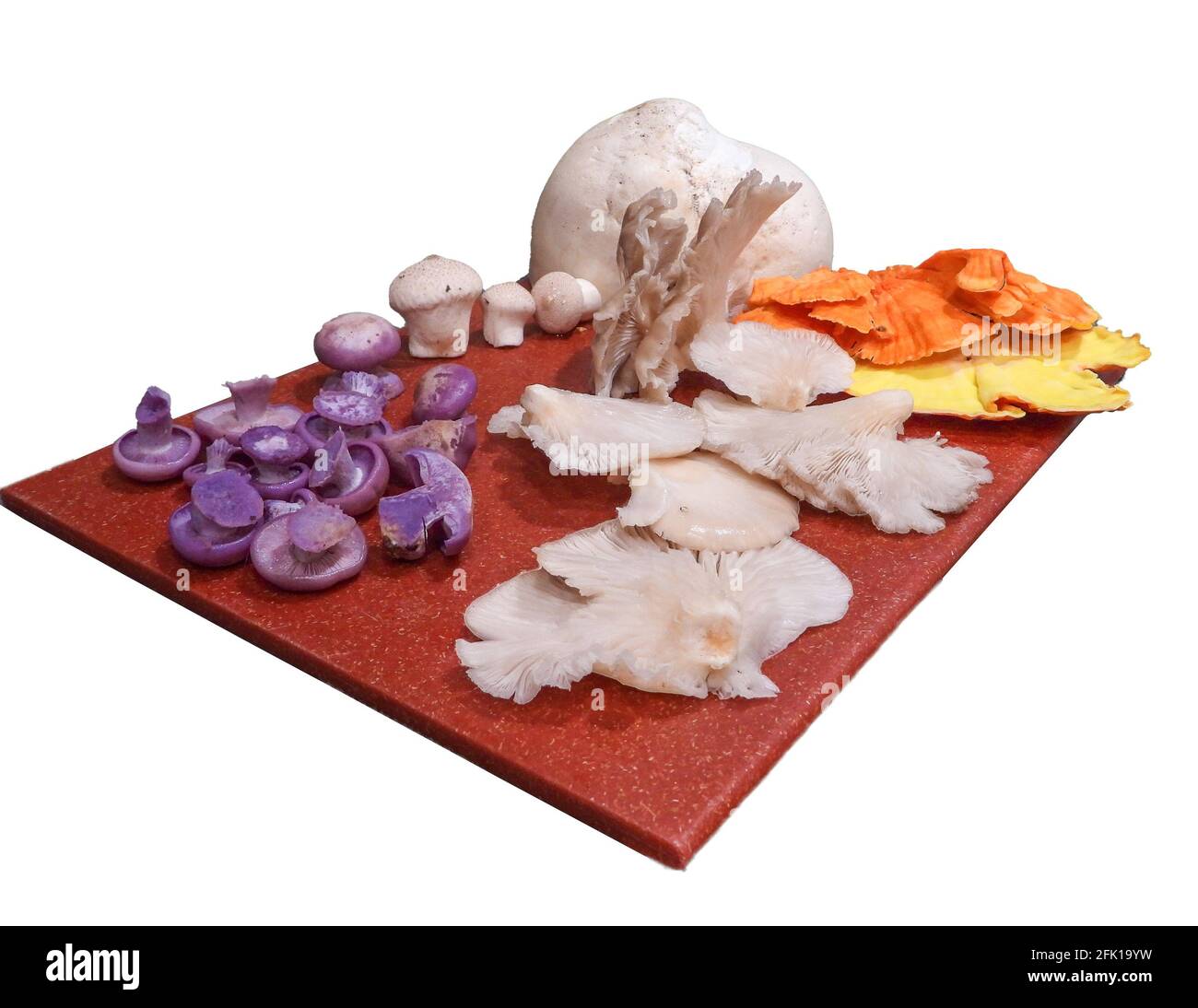 Wilde Pilze, die in Illinois auf einer Platte mit Chicken of the Woods, Oyster, Blewit und Puffballs gefunden wurden. Stockfoto