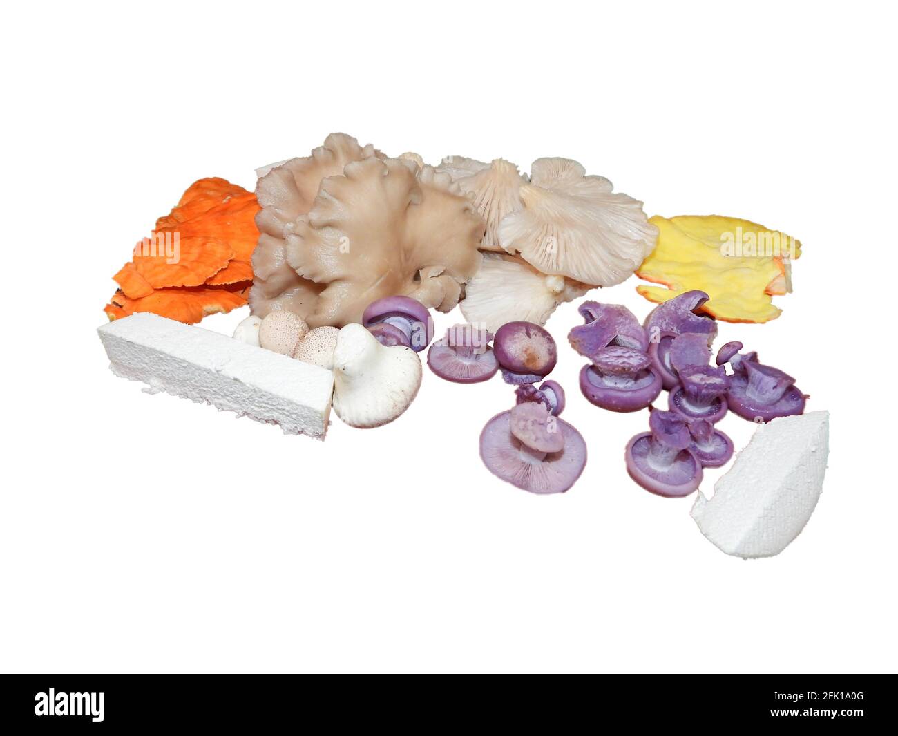 Wilde Pilze, die in Illinois auf einer Platte mit Chicken of the Woods, Oyster, Blewit und Puffballs gefunden wurden. Stockfoto