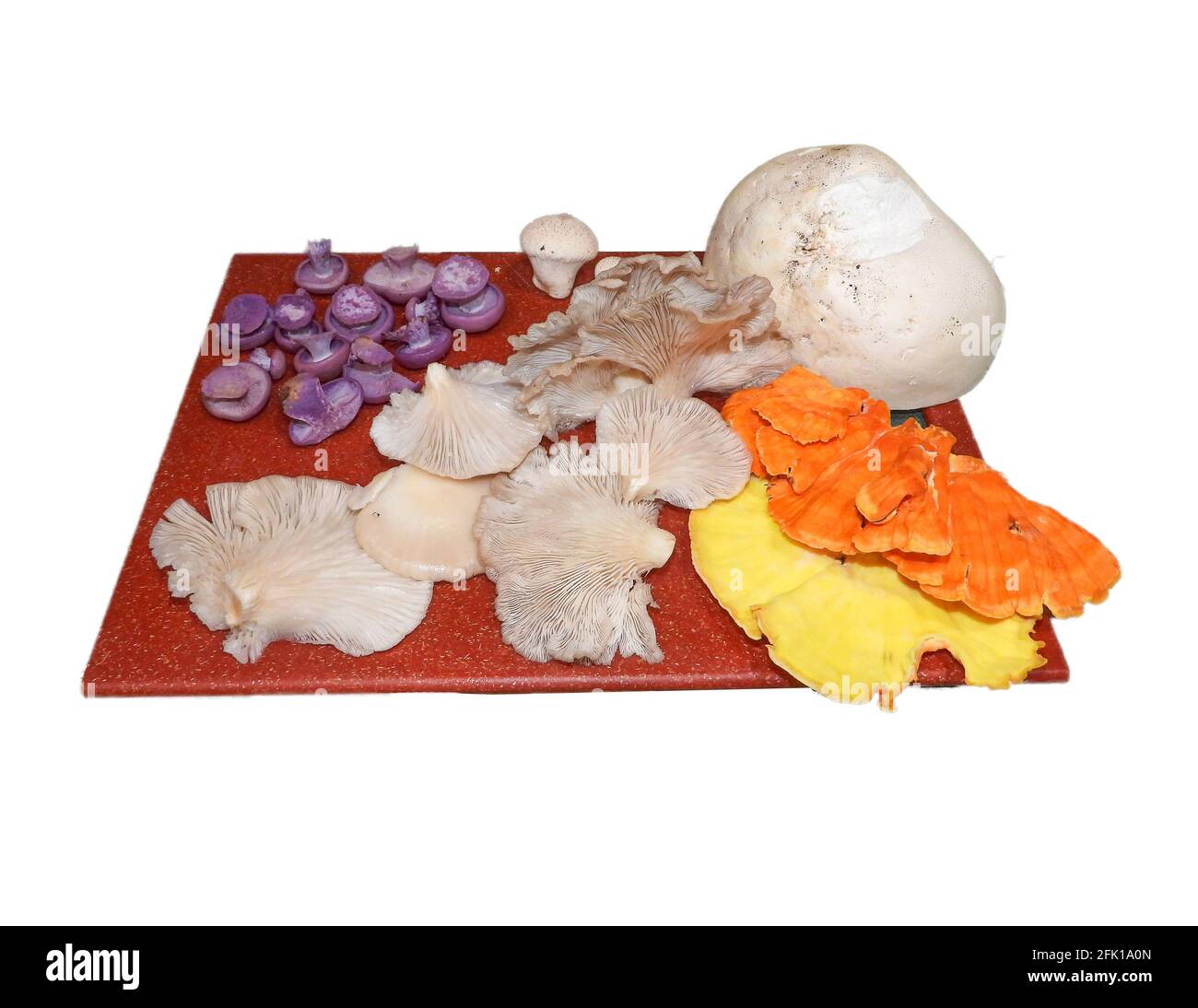 Wilde Pilze, die in Illinois auf einer Platte mit Chicken of the Woods, Oyster, Blewit und Puffballs gefunden wurden. Stockfoto