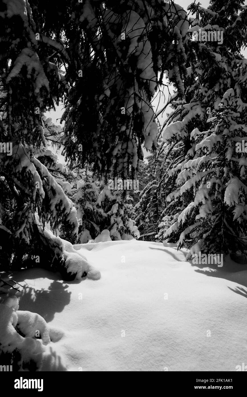 In einem unberührten, schneebedeckten Wald Stockfoto