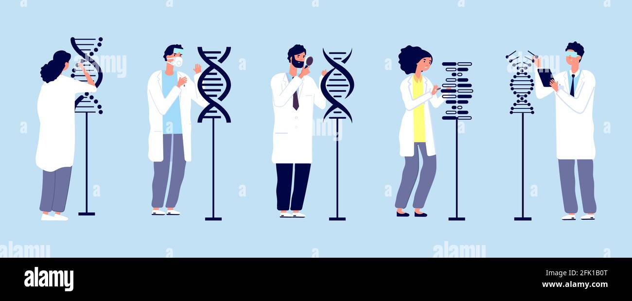 DNA-Forschung. Wissenschaftler, die Moleküle untersuchen. Menschliche Struktur, Gentechnik und wissenschaftliche Experimente. Vektor für medizinische Labormitarbeiter Stock Vektor