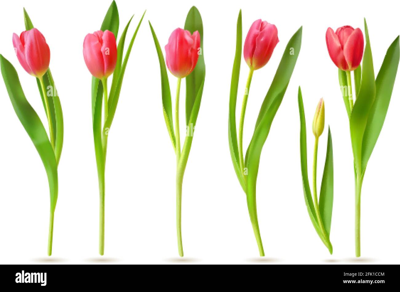 Realistische Tulpe. Rosa rote Knospen Tulpen, Frühlingsblumen Bouquet, bunte florale Elemente für Grußkarte, Broschüre, Banner Vektor 3d-Set Stock Vektor