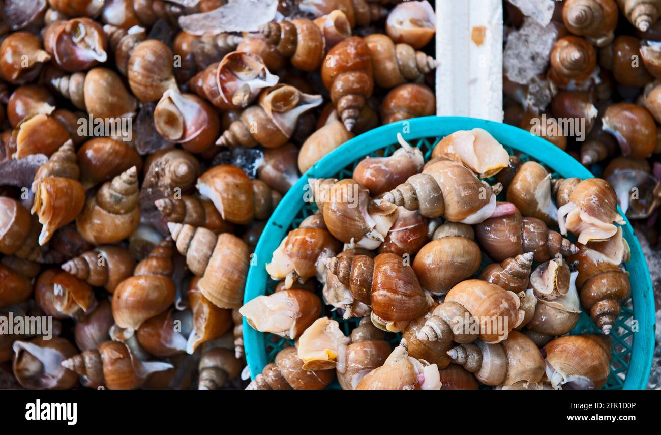 Seeschnecken auf dem Markt für Erzeugnisse in Südkorea Stockfoto