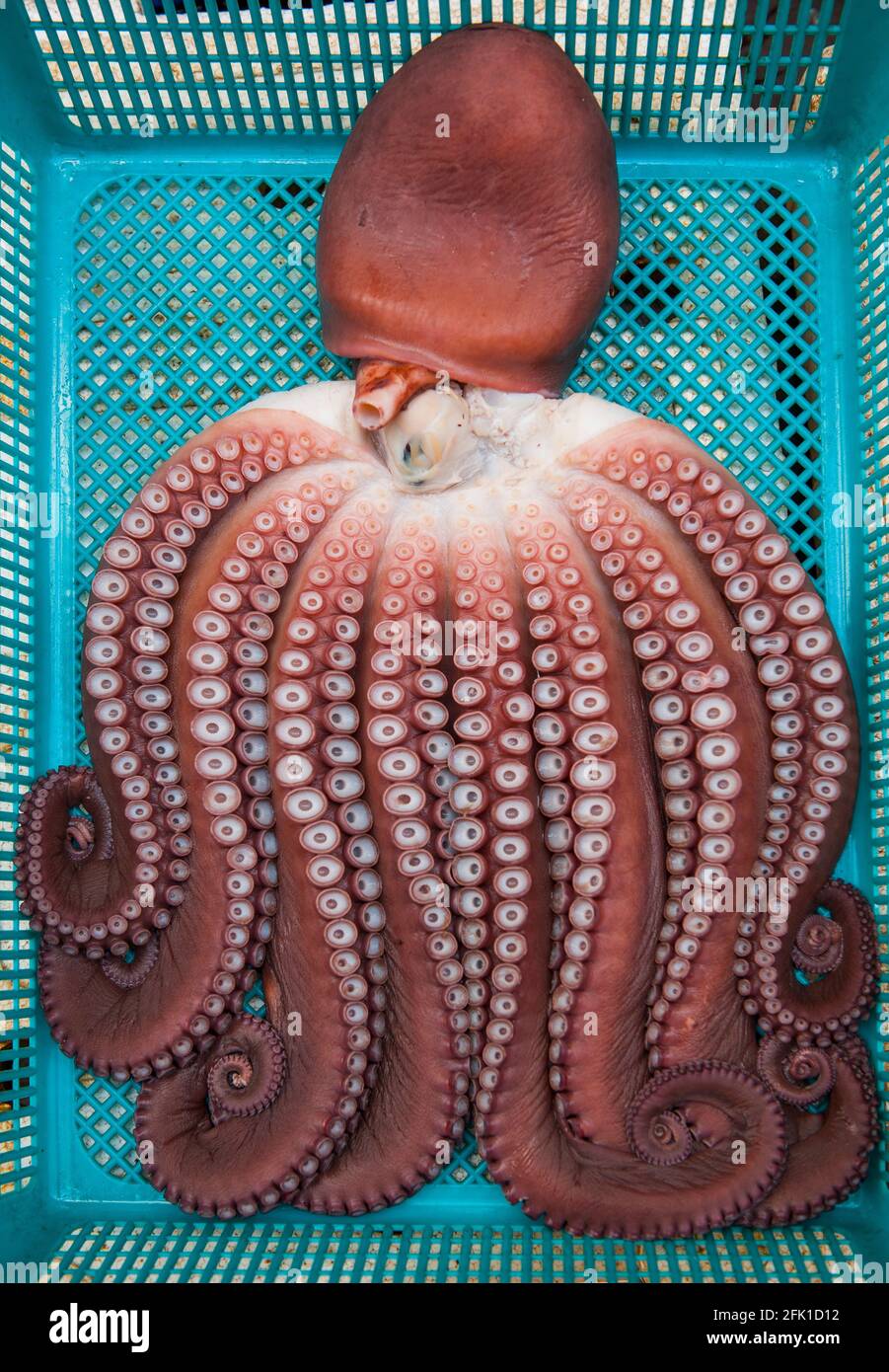 Octopus auf dem Fischmarkt in Korea Stockfoto