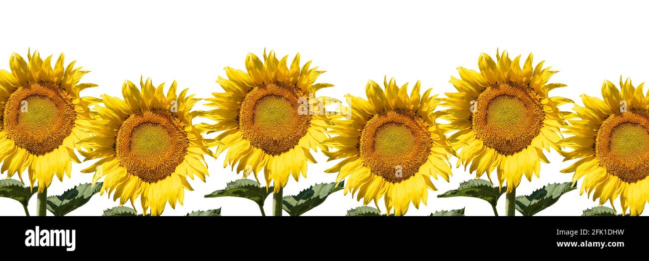 Ein Rand von schönen Sonnenblumen höher und niedriger in einer Reihe isoliert vor einem weißen Hintergrund. Stockfoto