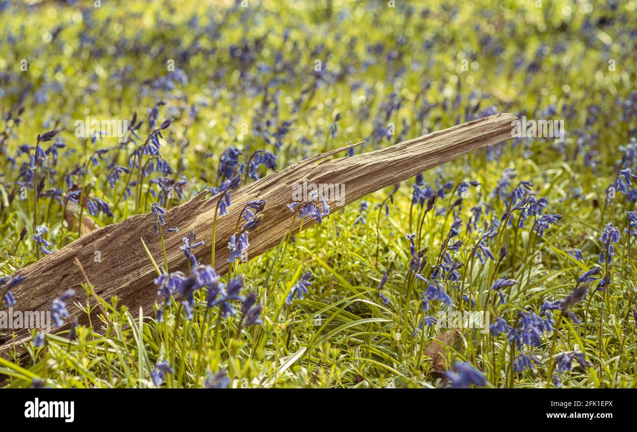 Englische Landschaft mit Frühjahrsprognose und bluebellten Blumen, Chiltern Hills, Buckinghamshire, UK Stockfoto