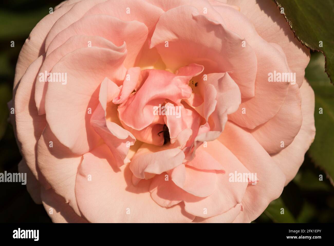 Nahaufnahme einer rosaroten Rose mit einer Nahrungssuche. Stockfoto