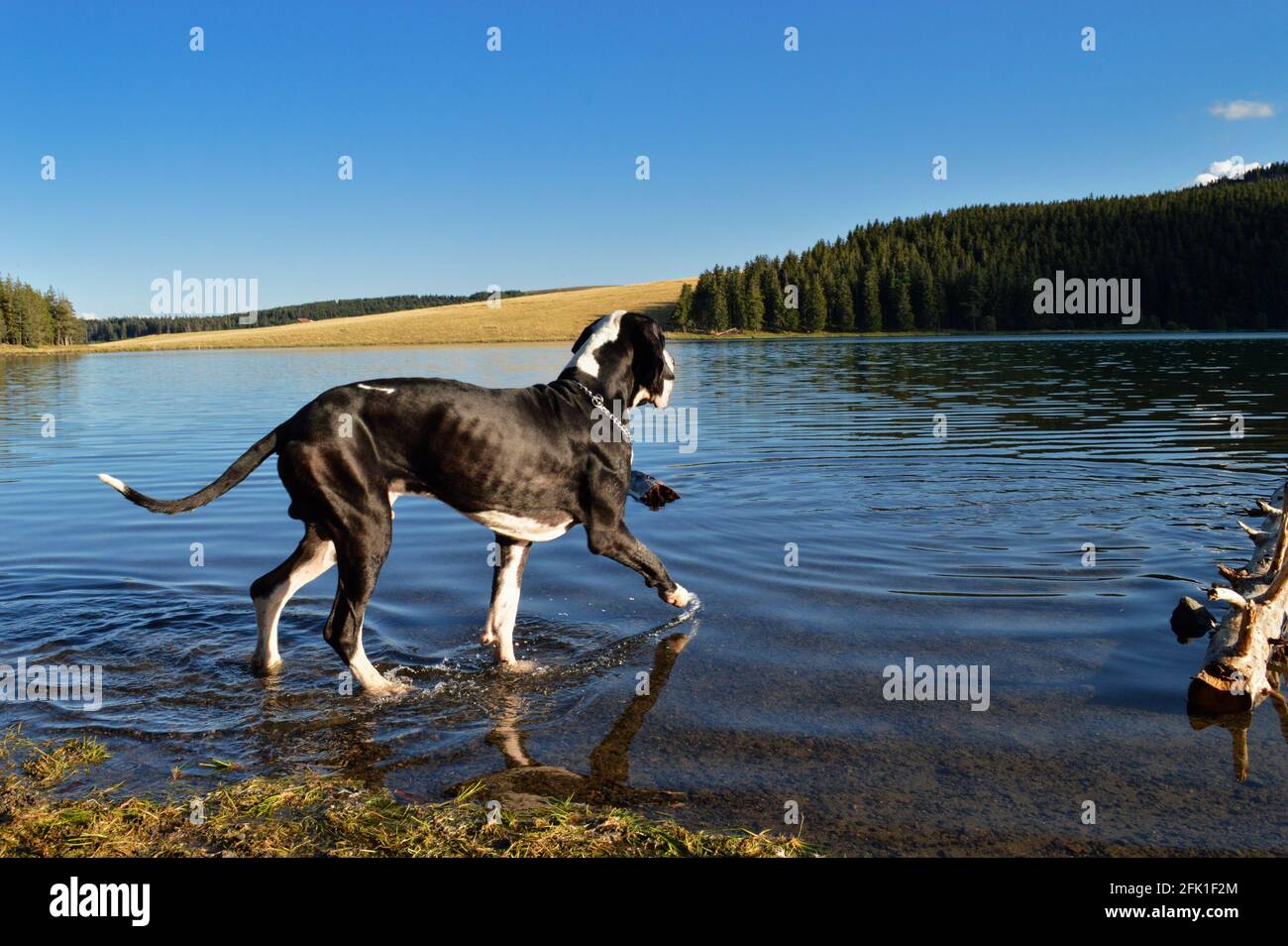 Vulkanischer Bergsee mit einem Doggen Rasse während Dämmerung Stockfoto