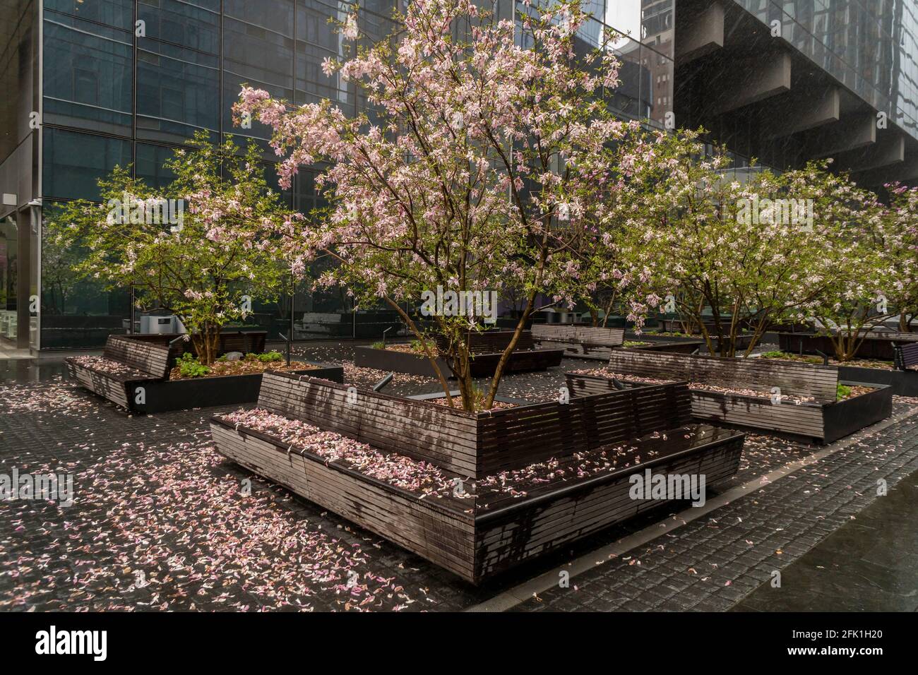 Am Sonntag, den 11. April 2021, verstreute Kirschblüten auf dem Boden im Regen um einen Kirschbaum auf einem platz in New York. (© Richard B. Levine) Stockfoto