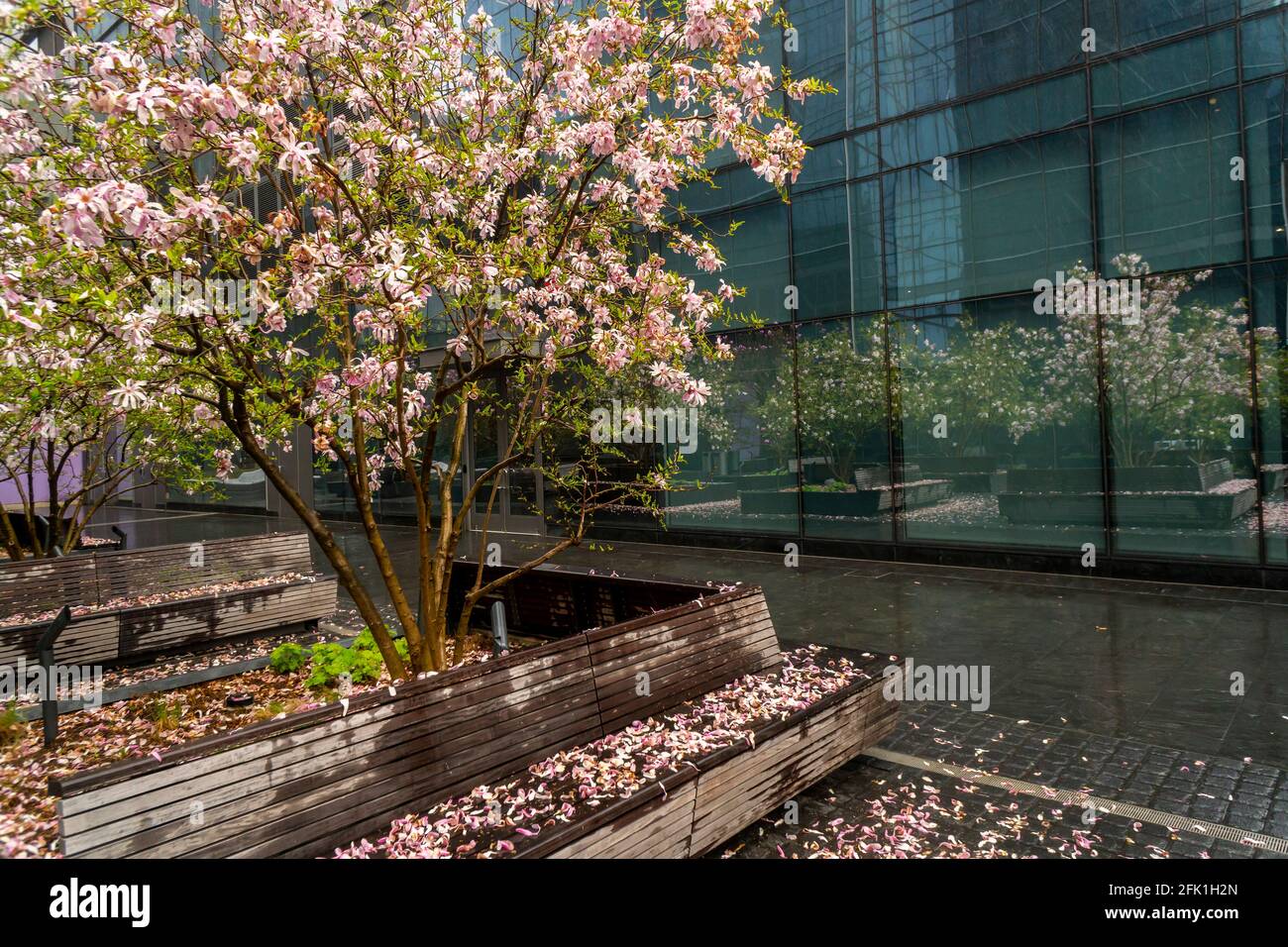 Am Sonntag, den 11. April 2021, verstreute Kirschblüten auf dem Boden im Regen um einen Kirschbaum auf einem platz in New York. (© Richard B. Levine) Stockfoto