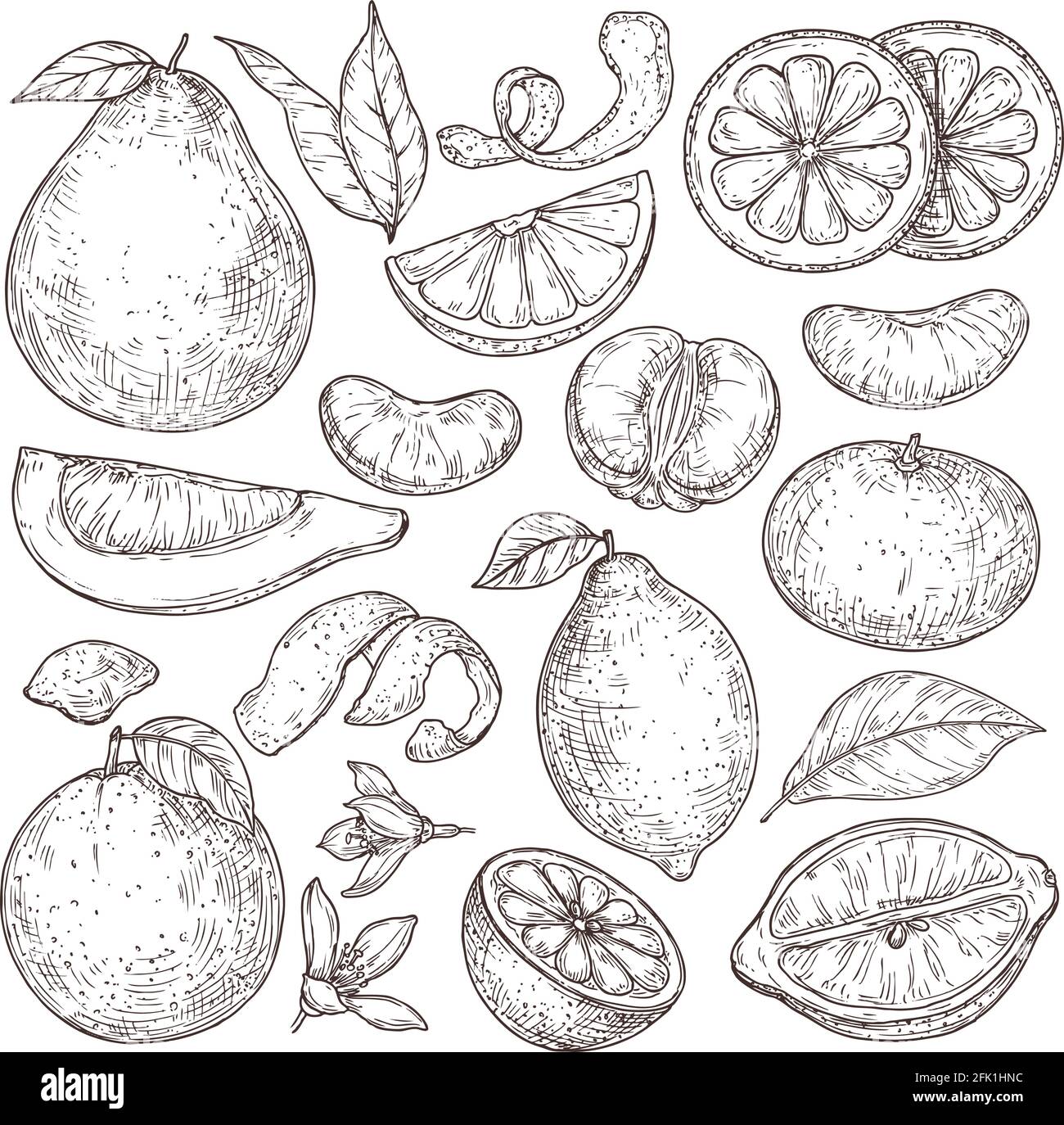 Skizze der Zitrusfrüchte. Handgezogener Mandarinenpomelo, isolierte, tropische, saftige Pflanzen. Vektor-Illustration für Vintage-Zitronenblüten Stock Vektor