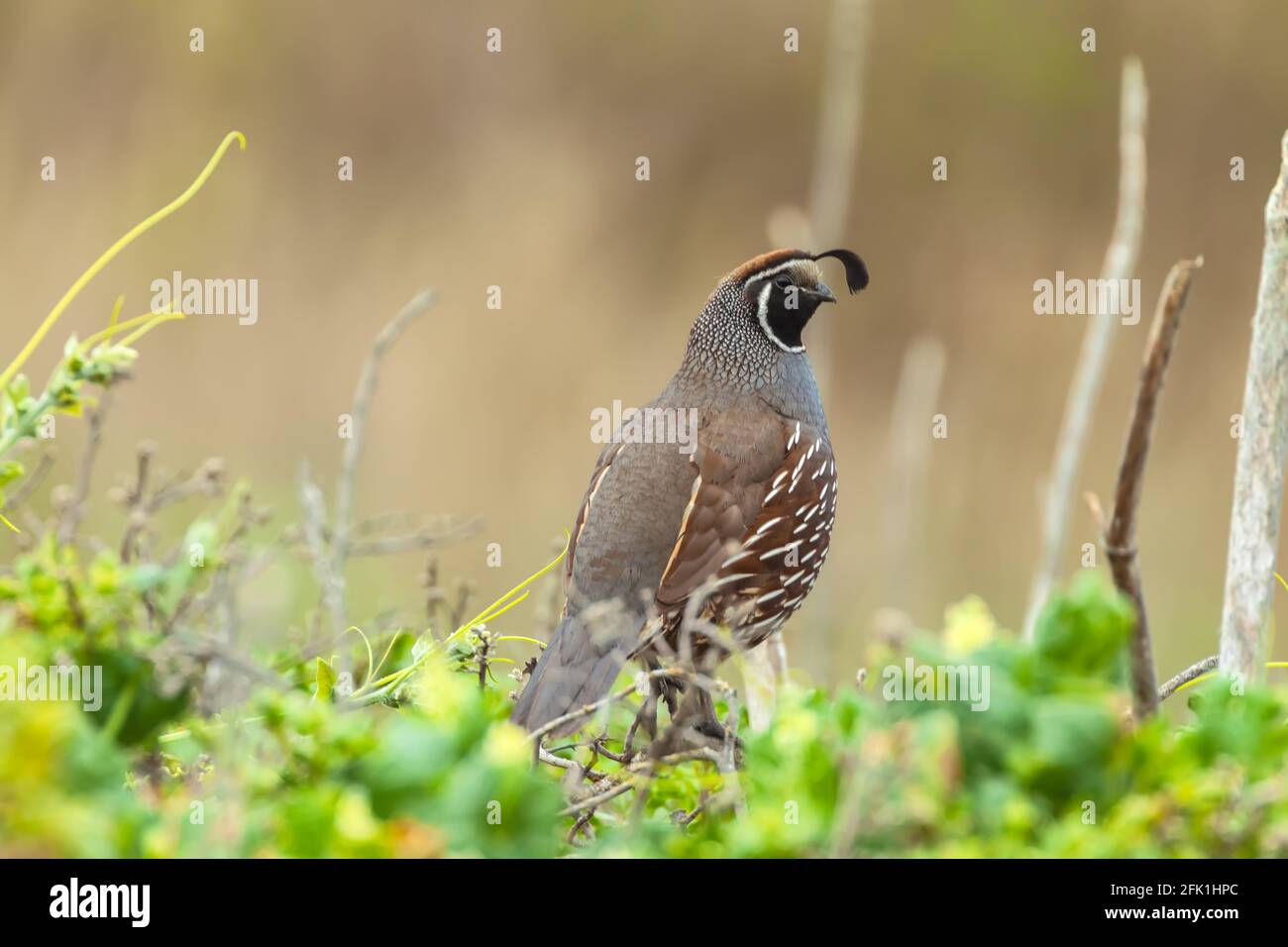 Männliche kalifornische Wachtel (Callipepla californica), Point Reyes National Seashore, Kalifornien, USA. Stockfoto