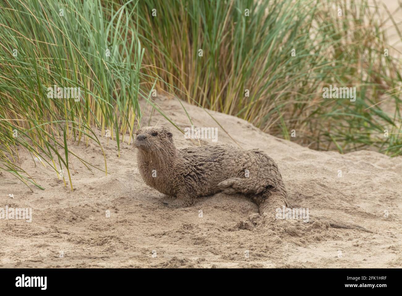 North American River Otter (Lontra canadensis) bedeckt den Strand am Point Reyes National Seashore, Kalifornien, USA. Stockfoto