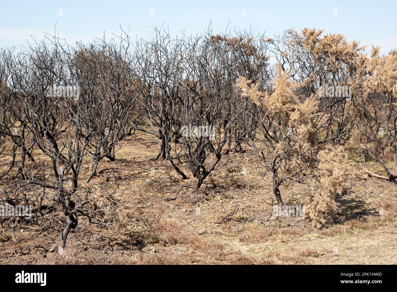 Verkohlte Büsche sind das Ergebnis des Ginsterbuschfeuers New Forest Stockfoto