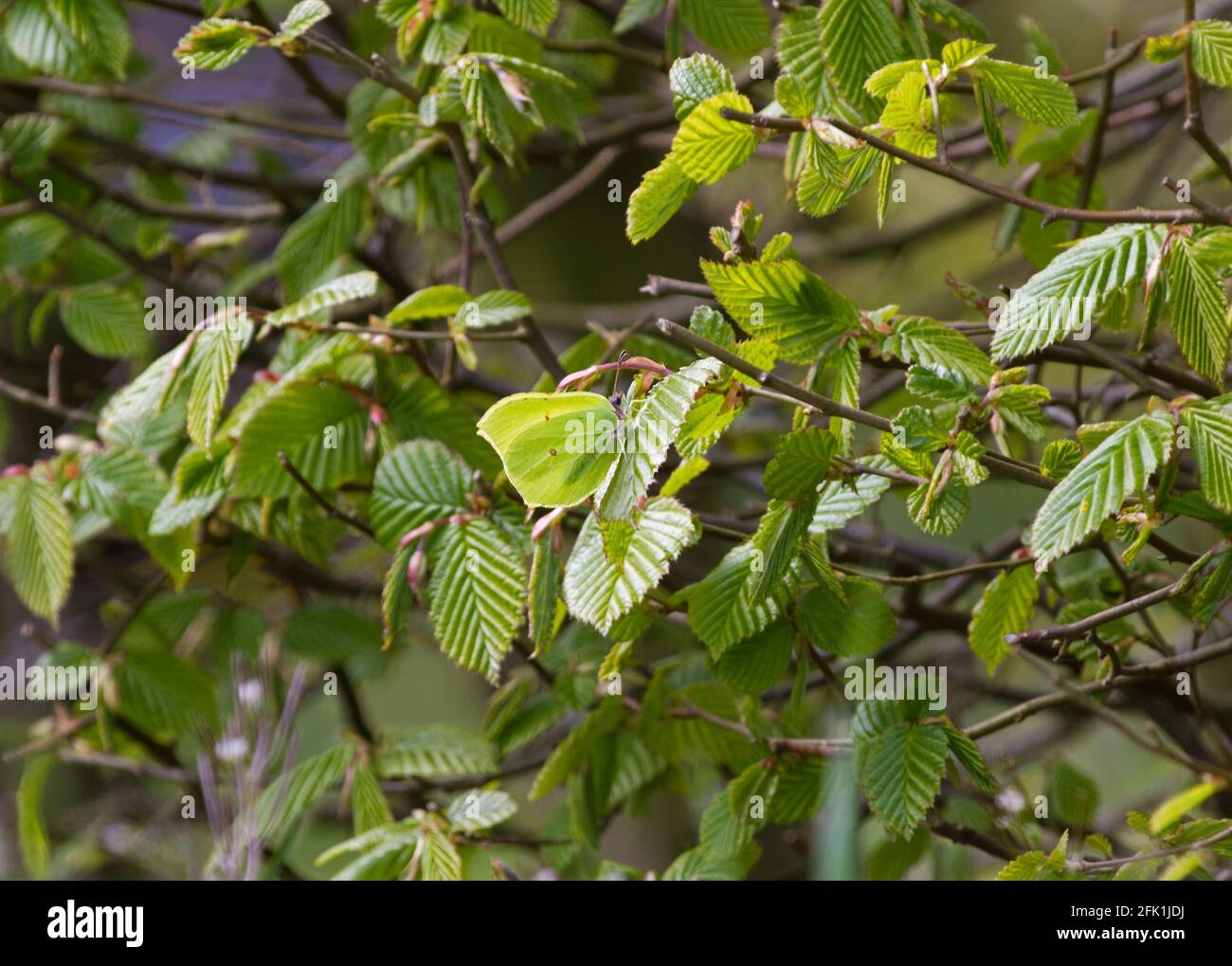 Tarnung, schwer zu erkennen: Ein gemeiner Brimstone-Schmetterling ist unter den frischen grünen Blättern eines Hainbuche kaum zu bemerken Stockfoto