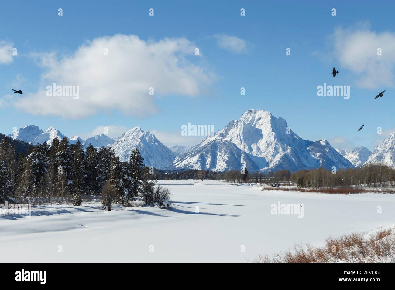 Raben und Mount Moran in Oxbow Bend, Grand Teton National Park, Wyoming Stockfoto