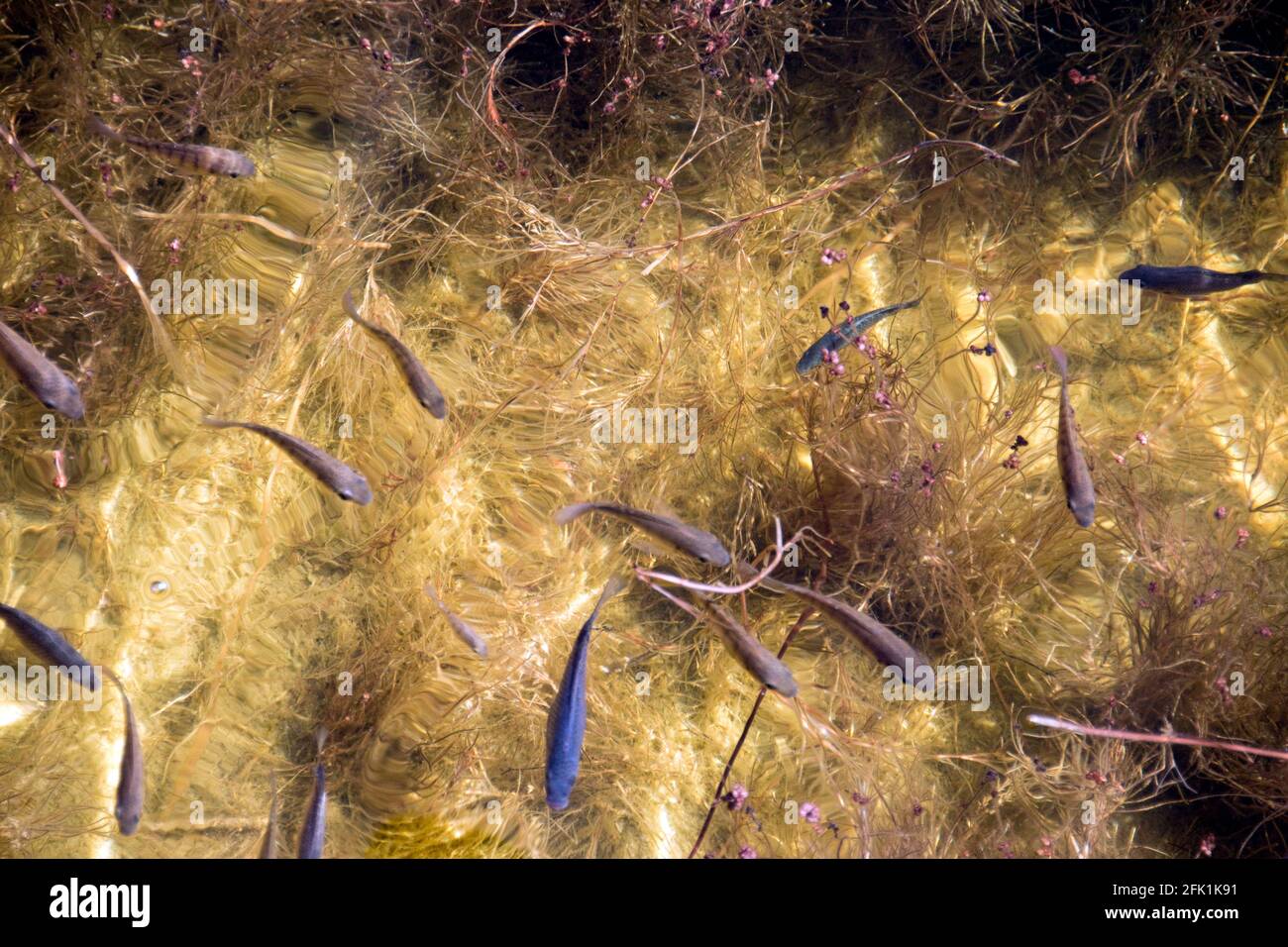 Fische schwimmen in das Wasserloch im Onguma Bush Camp, eine Lodge mit seinen eigenen Wildlife Reserve gerade außerhalb des Etosha National Park, Namibia. Stockfoto