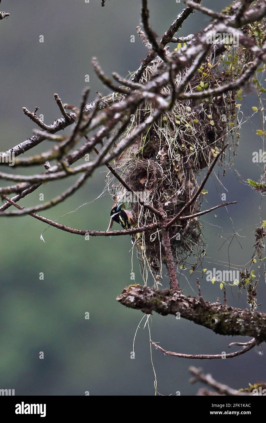 Schwarz-gelber Breitbill (Eurylaimus ochromalus), der im Kerinci Seblat NP, Sumatra, Indonesien, nestbauend ist Juni Stockfoto