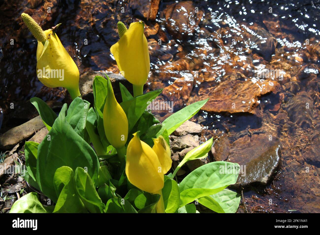 Skunk-Kohl (Symplocarpus foetidus) durch eine kleine, laufende Frischwasserquelle. Gelbe Blumen in städtischen Grünflächen und lokalen Parks eingefangen. Frühling Großbritannien. Stockfoto