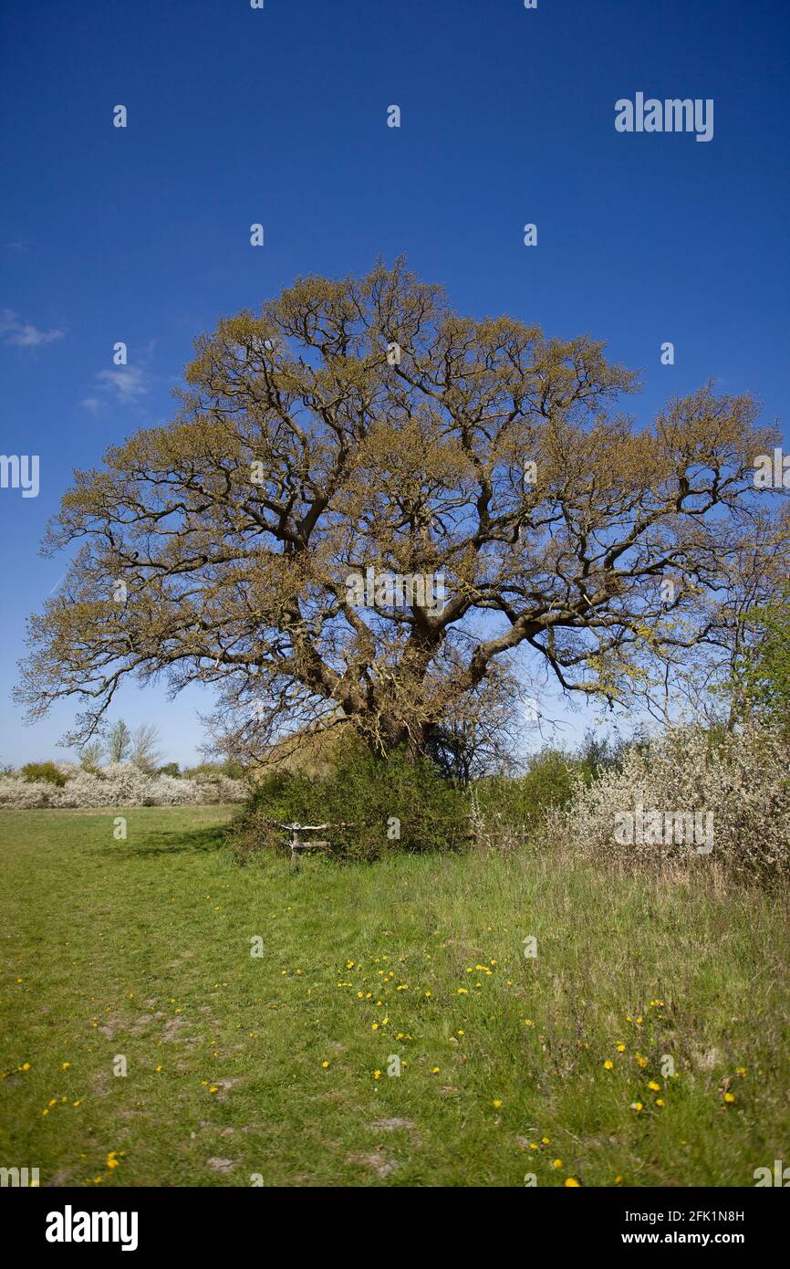 Eiche Stockfoto