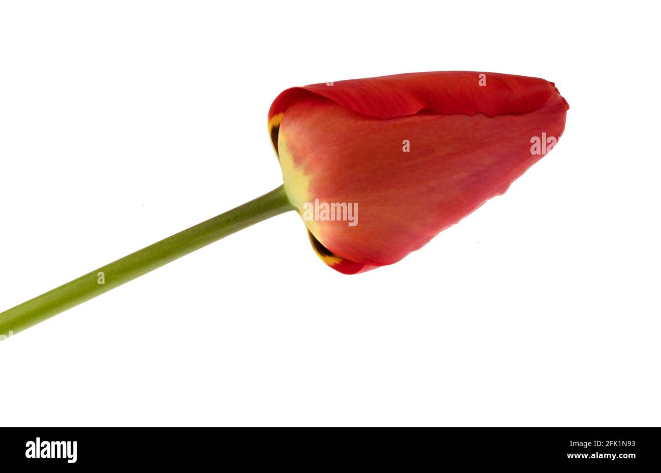 Blüten, blühende Tulpenknospe, rote Farbe, auf weißem Hintergrund, isoliert Stockfoto