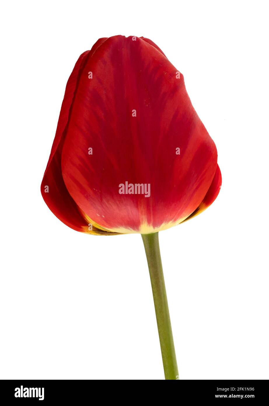 Blüten, blühende Tulpenknospe, rote Farbe, auf weißem Hintergrund, isoliert Stockfoto