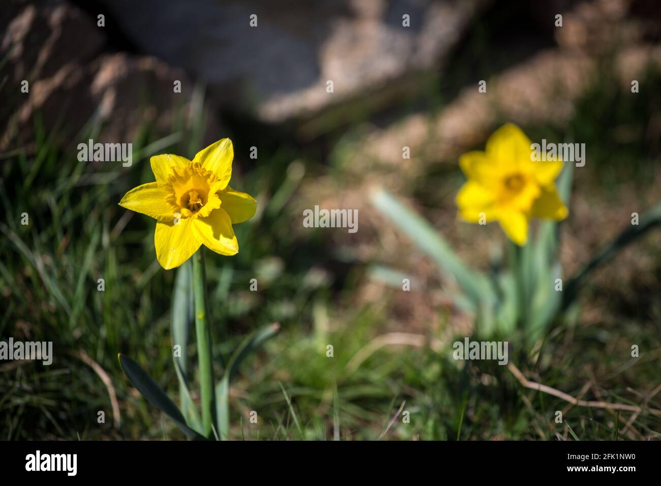 Narzissen (Narcissus pseudonarcissus), gelbe Frühlingsblumen Stockfoto