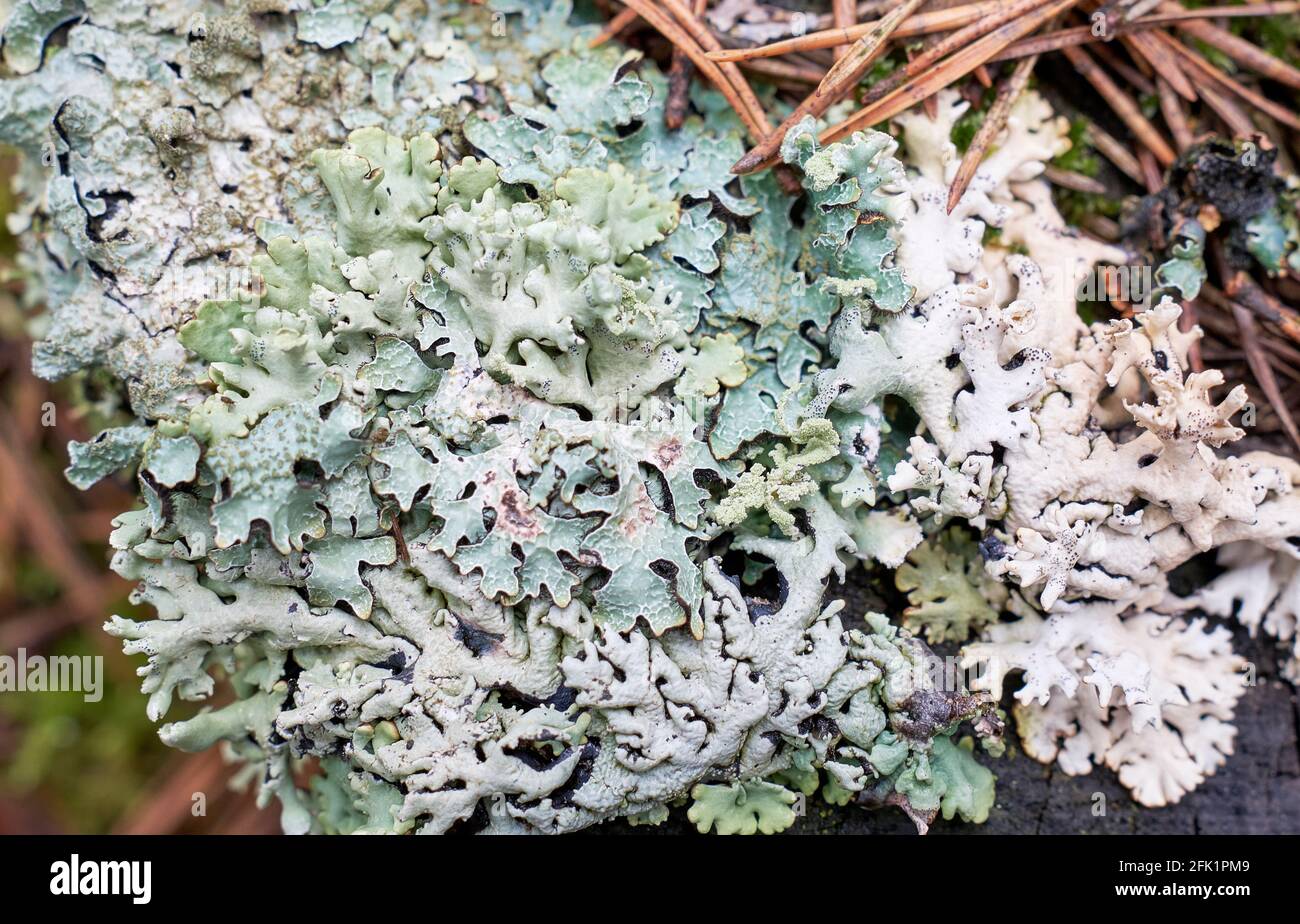 Nahaufnahme von Flechten Hypogymnia physiodes, symbiotische Assoziation von Algen oder Cyanobakterien und Pilzen Stockfoto