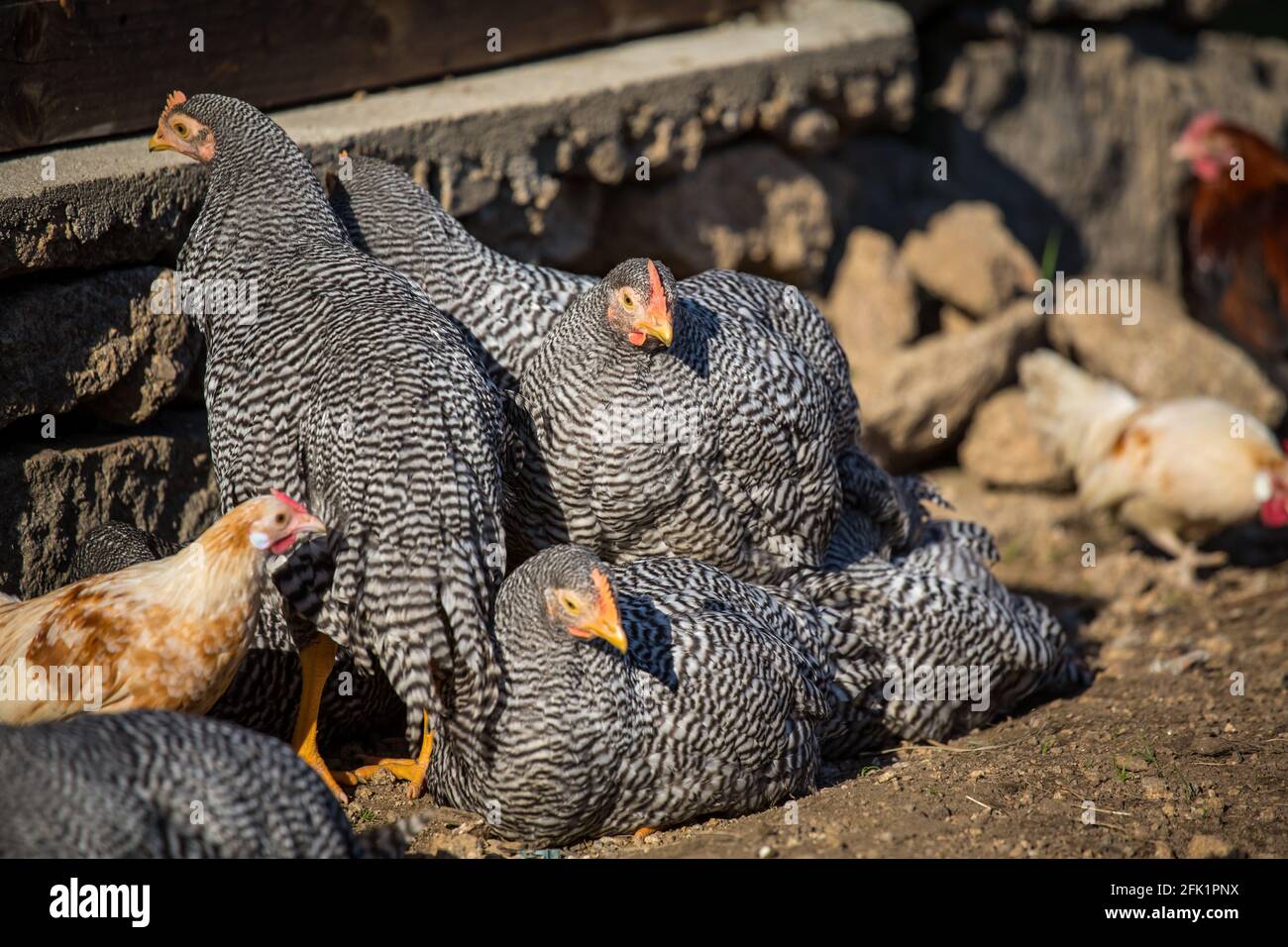 Gruppe von jungen freilaufenden Amrock-Hühnern Stockfoto